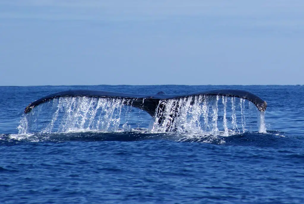 Queue monumentale d'une baleine à bosse créant un rideau d'eau à Sainte-Marie, Madagascar.